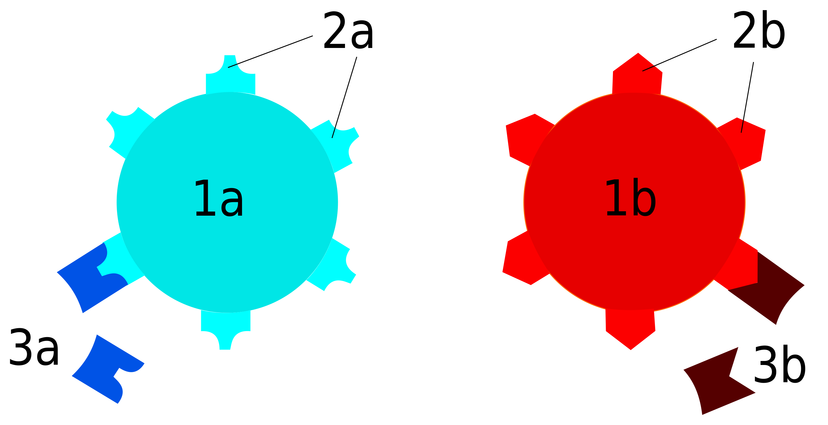 Two serotypes 1a and 1b with antigens 2a and 2b on surface, which are recognized by two distinct antibodies, 3a and 3b, respectively